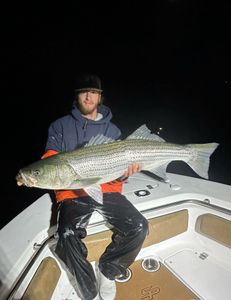 Striped bass caught in Wells
