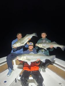 Three striped bass caught while fishing in Wells