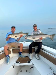 Two striped bass, a great catch in Wells
