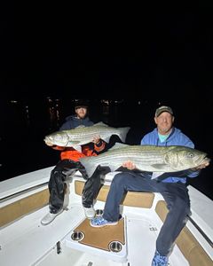Two striped bass caught in Maine