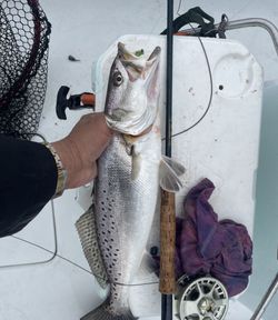 Trout Bliss In New Orleans 