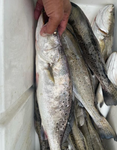 Two fishers with their catch in LA