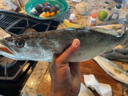 A fishing trip in the beautiful city of New Orleans