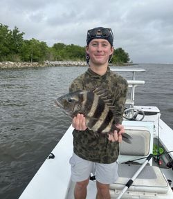Sheepshead fish caught while fishing in New Orleans