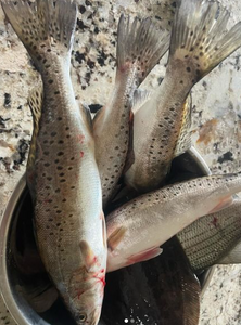 Spotted weakfish caught while fishing in LA