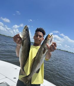 Two spotted weakfish caught while fishing in New Orleans