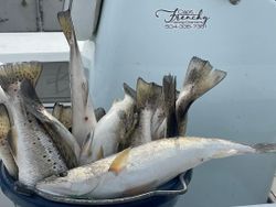 Two spotted weakfish caught while fishing in LA