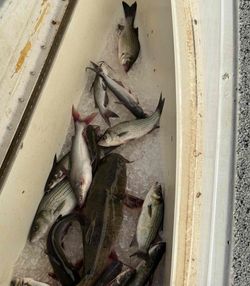 Solid Striped Bass and Catfish haul!
