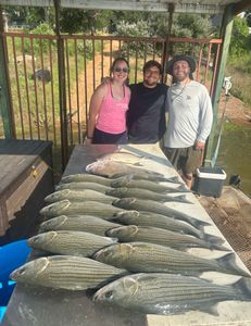 4 striped bass fishing in TX