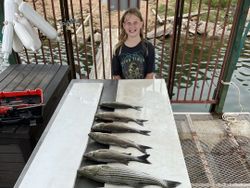 Striped bass and bluefish caught by a fisherman at Tow