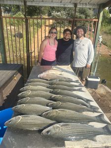Five wiper and white bass caught in Tow