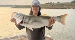 Striped bass caught while fishing in Tow