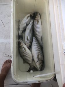 Five striped bass caught while fishing in Tow