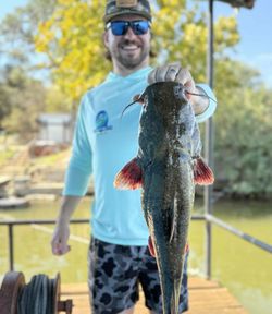 Flathead Catfish caught while fishing in Tow