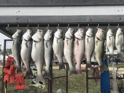 Image of 9 striped bass, wiper, and white bass caught while fishing at Tow location.