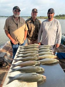 2 wiper and striped bass fish caught in tow location