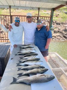 Two striped bass caught while fishing at Tow