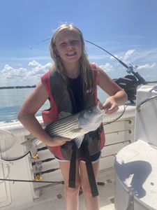 Striped bass fishing catch in Tow