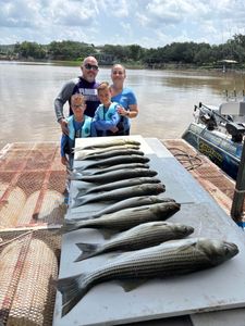Three striped bass caught while fishing in Tow