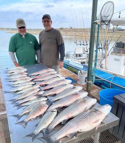 Striped bass caught while fishing in TX