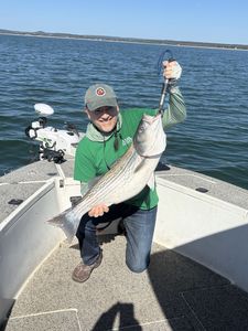 Striped bass fish caught by angler in TX