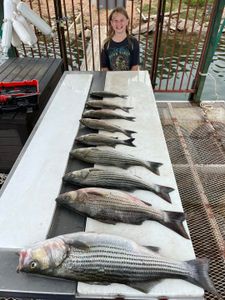 Striped bass, white bass, and striped bass caught while fishing in TX