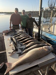 Striped Bass caught in TX