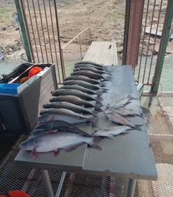 Three blue catfish caught while fishing in Tow