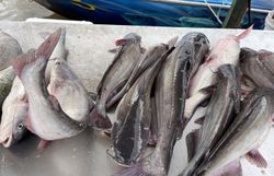 Three blue catfish caught in TX