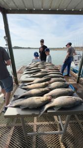 Three striped bass fish caught in TX