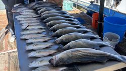 Three striped bass caught while fishing in TX
