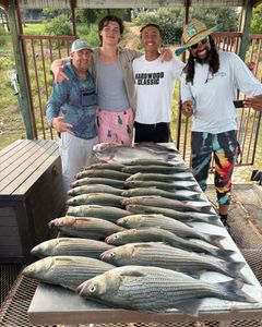 Three anglers with a big catch of wiper, blue catfish, and striped bass in Texas