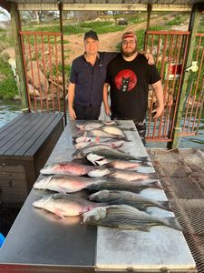 3 striped bass caught while fishing in TX