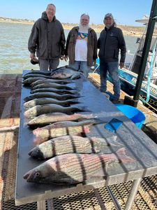 Two blue catfish caught while fishing in Tow
