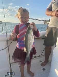 Wiper (Hybrid striped bass) caught while fishing in TX