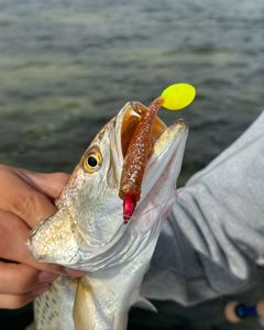 Fishing in Brownsville