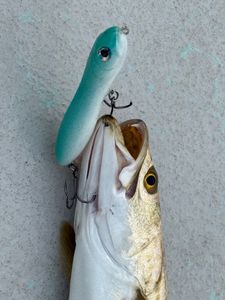 One fishing adventure in Brownsville