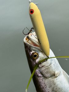 A lone angler fishing in TX