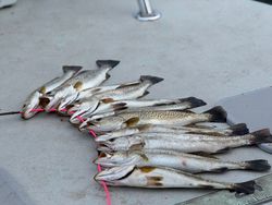 6 spotted weakfish caught in Brownsville