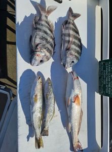 Great catch: Sheepshead and speckled trout!
