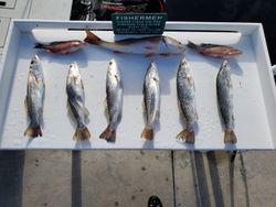 8 spotted weakfish, sea trout, and spotted weakfish caught in Naples, Florida from fishing and hunting