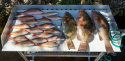 9 fish caught in FL during fishing and hunting trip