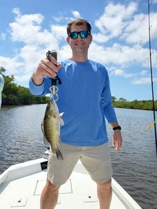 Photograph of a 13-inch grey snapper caught while fishing in FL