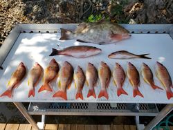 12 fish caught while fishing in FL