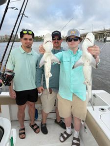 Blacktip shark and Atlantic sharpnose shark caught fishing in Port Orange FL