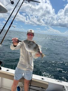Grey triggerfish caught while fishing in Port Orange FL waters