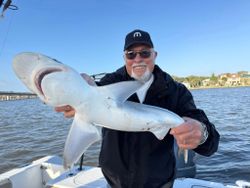 Sandbar shark caught while fishing in Port Orange FL