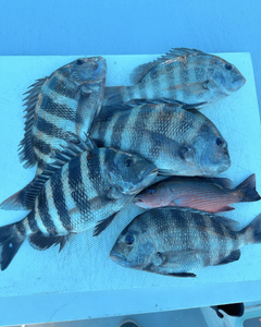 5 sheepshead and grey snapper fish caught at Fort Myers Beach
