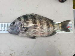 Sheepshead fish caught at Fort Myers Beach