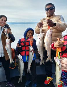 6 rainbow trout and lake trout fish caught at Tahoe Vista